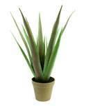 Aloe