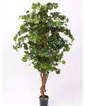 Ginkgobäume