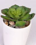 Aeonium