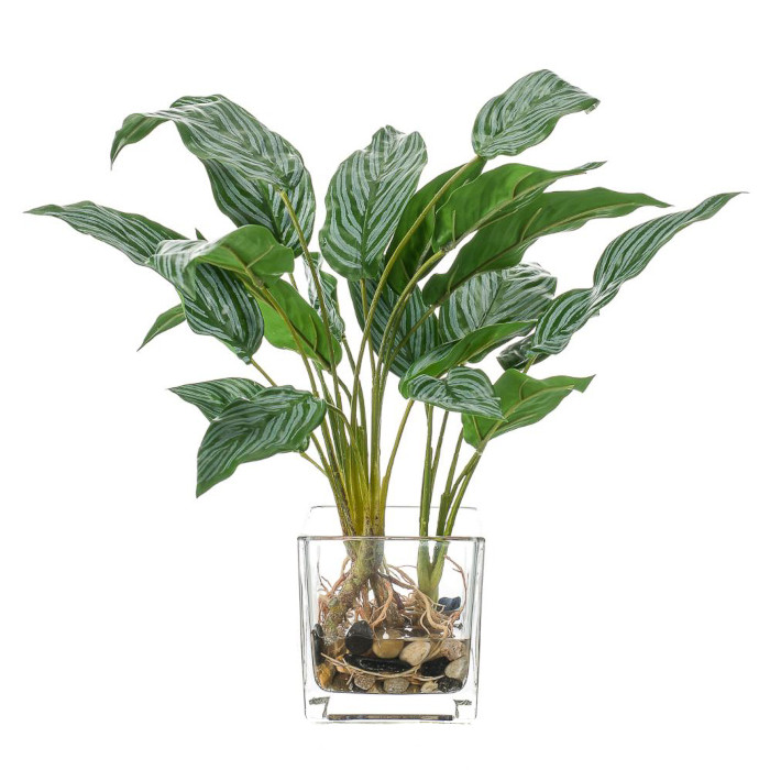 Aglaonema
