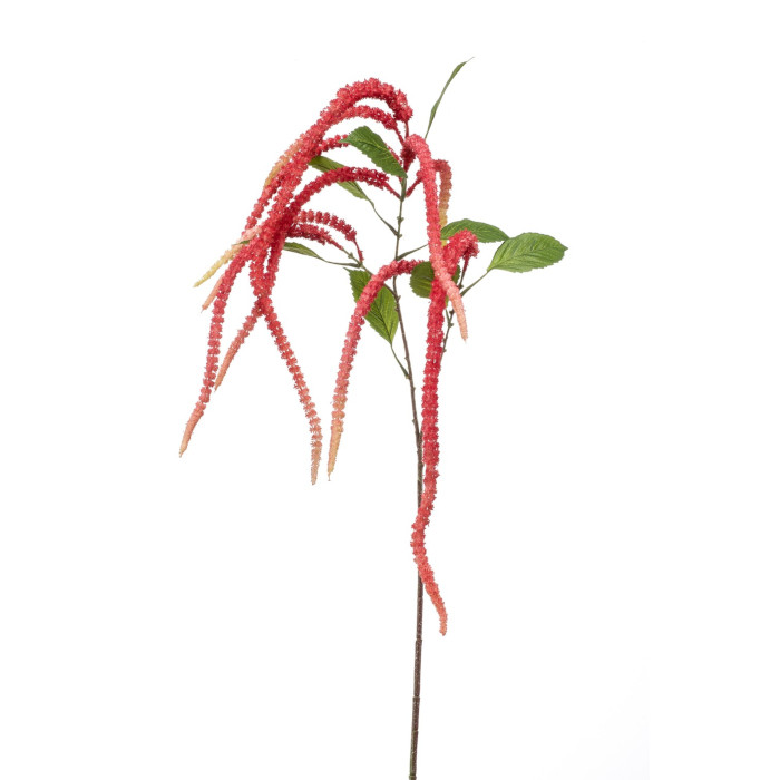 Amaranth