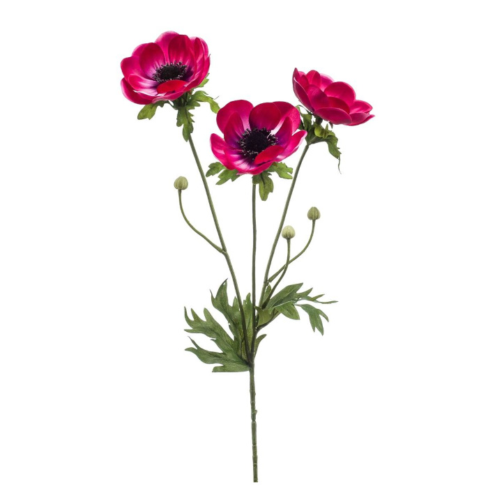 Anemonen