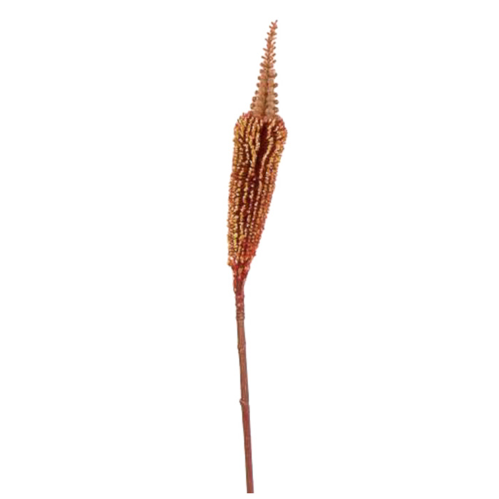 Bulbinella