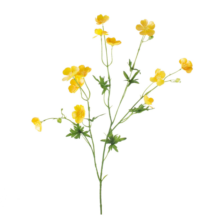 Butterblumen