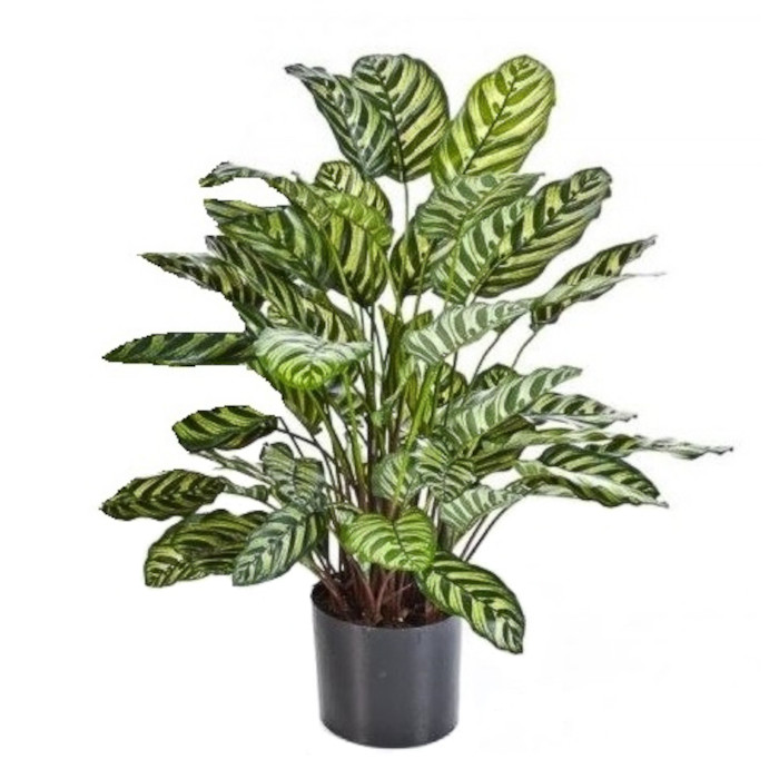 Calathea