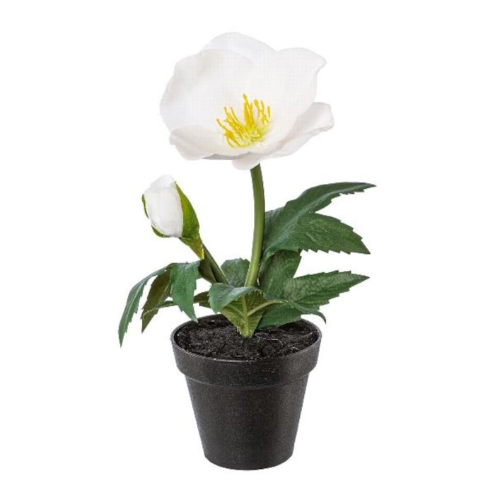 Christrosen
