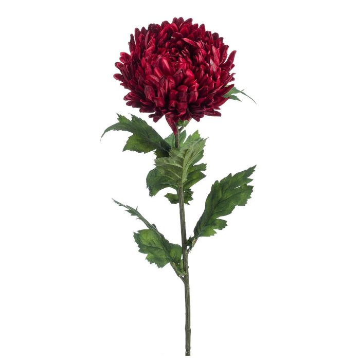 Chrysanthemen