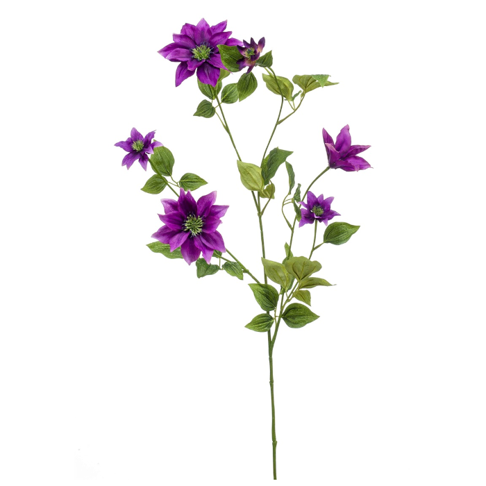 Clematis