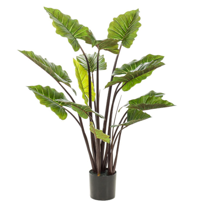 Colocasia