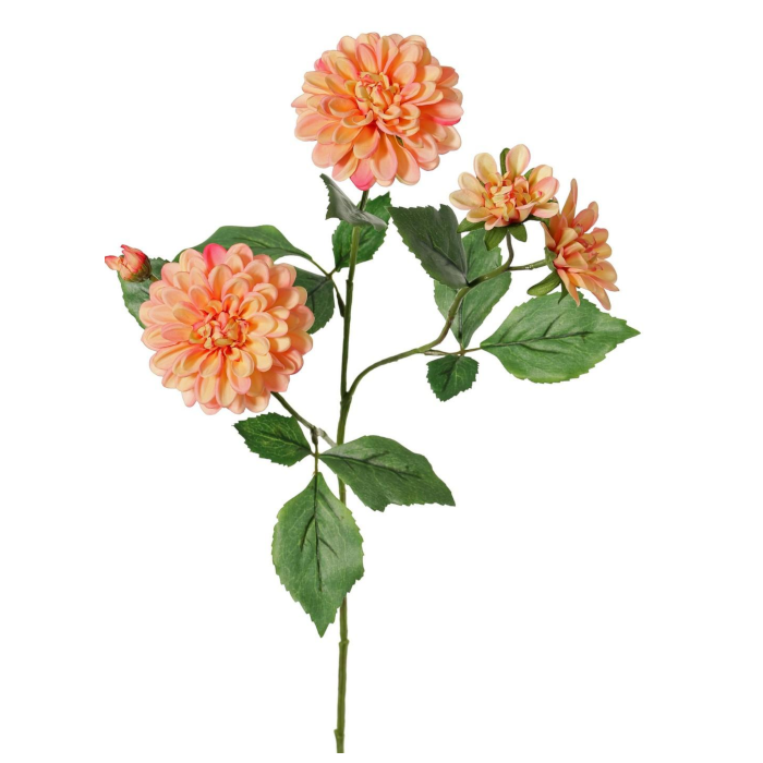 Dahlien