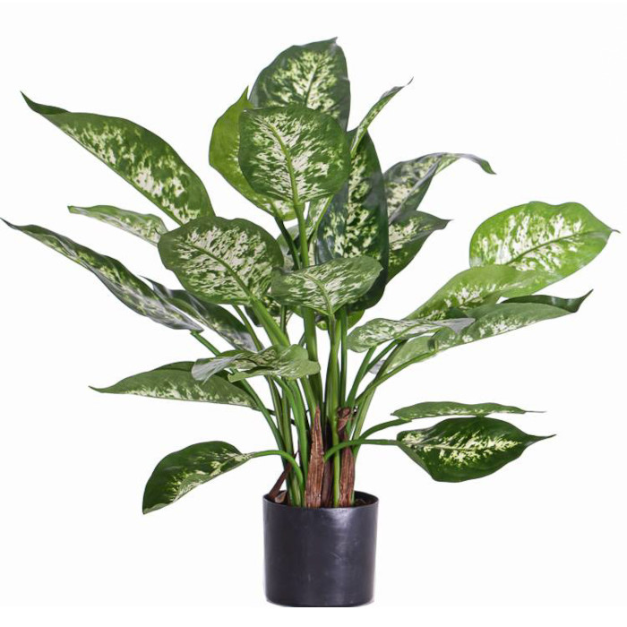 Dieffenbachia