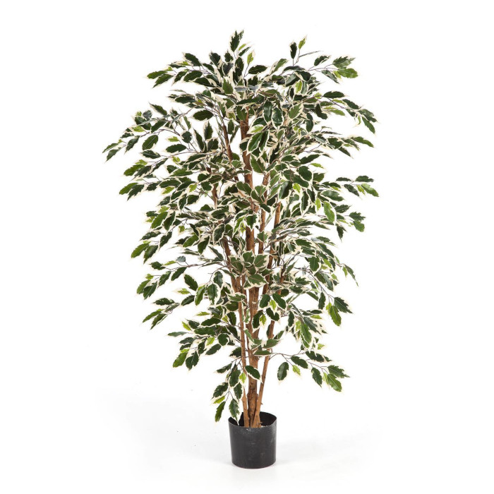 Ficus