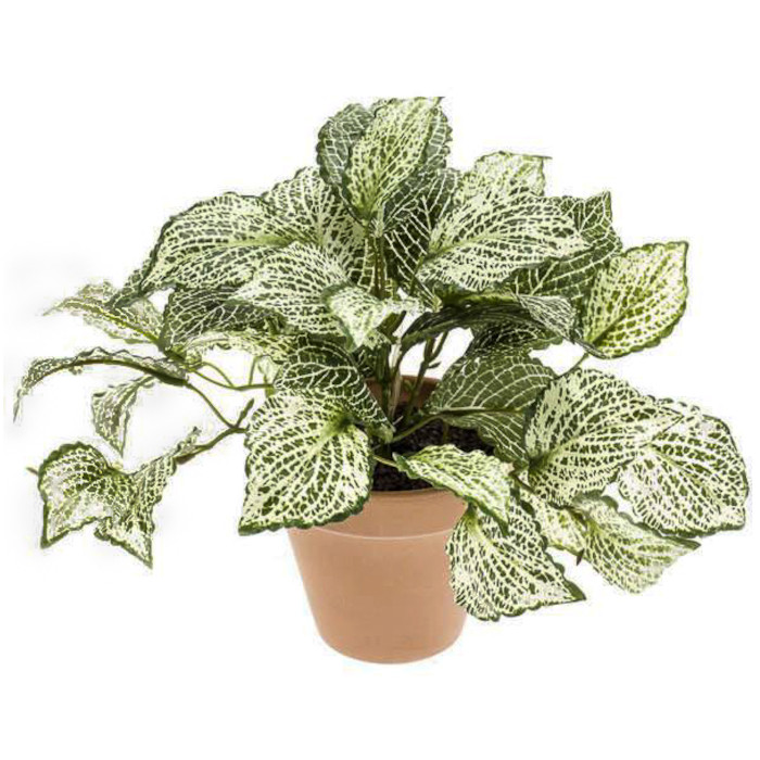 Fittonia