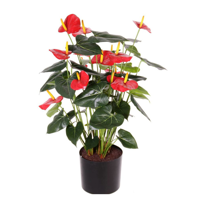 Anthurium