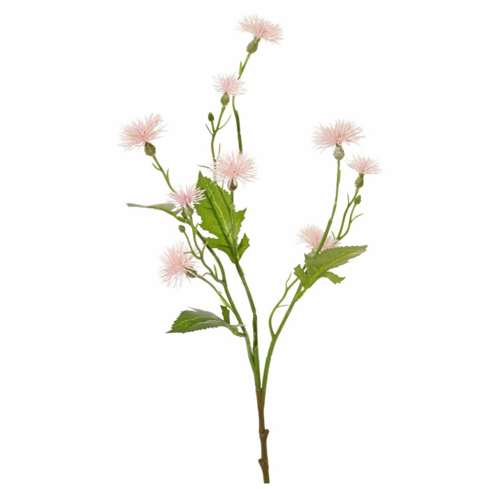 Flockenblume