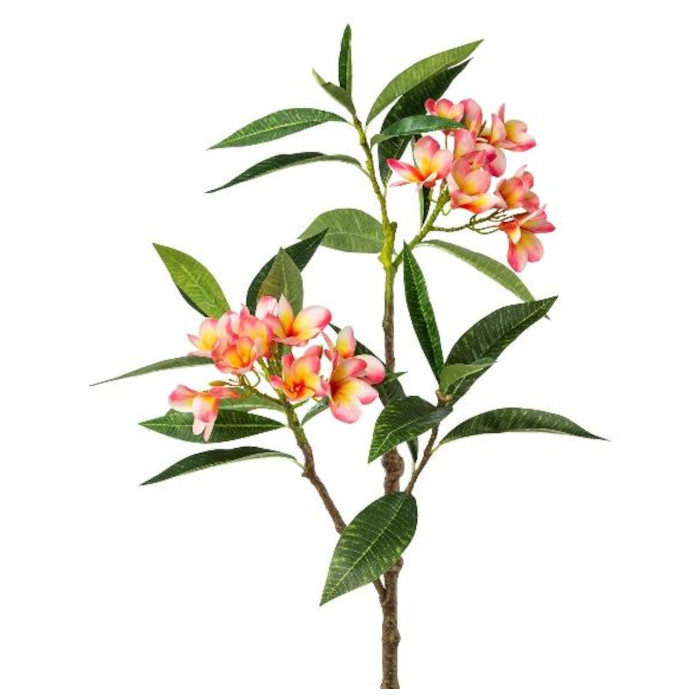 Frangipani