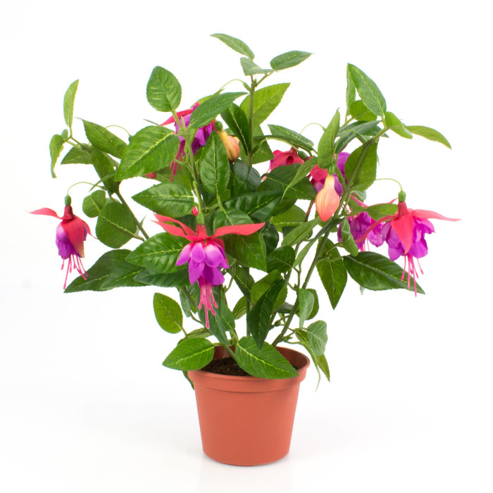 Fuchsien