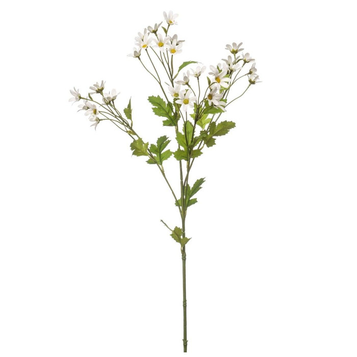 Gänseblümchen