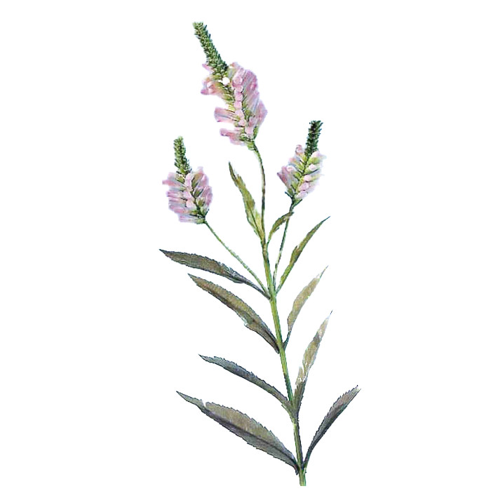Gelenkblume