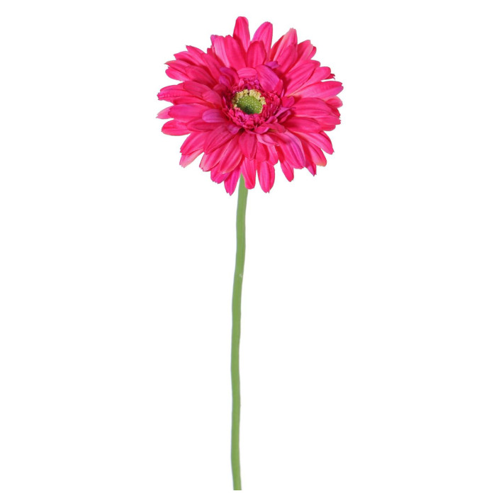 Gerberas