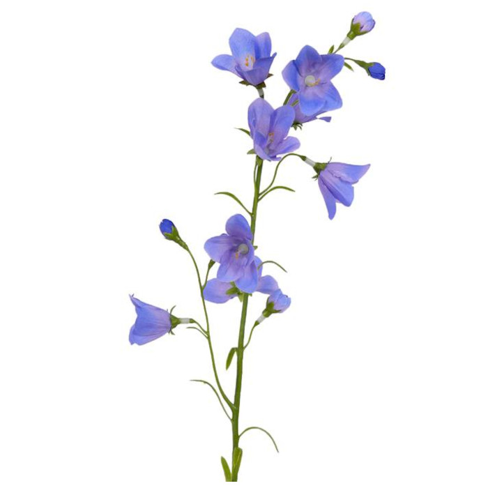 Glockenblumen