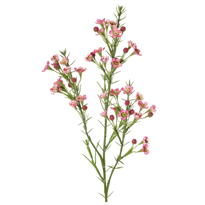 Wachsblume