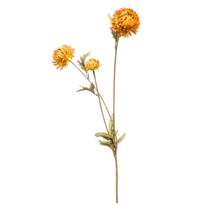 Immortelle