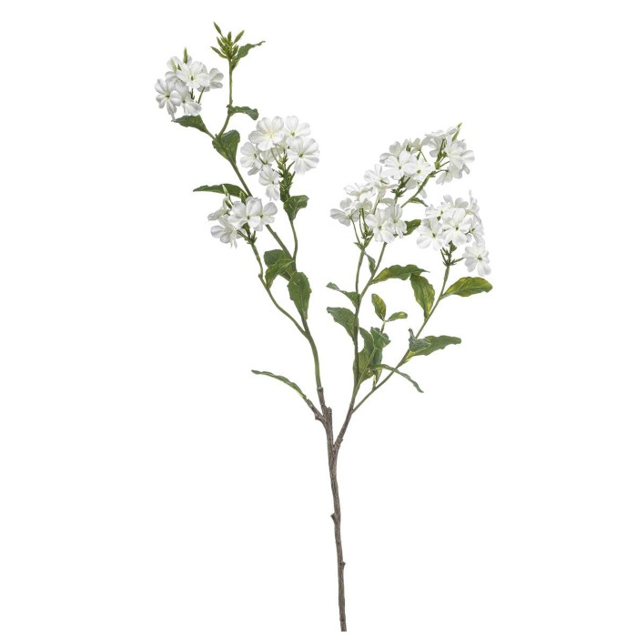 Jasmin Pflanze