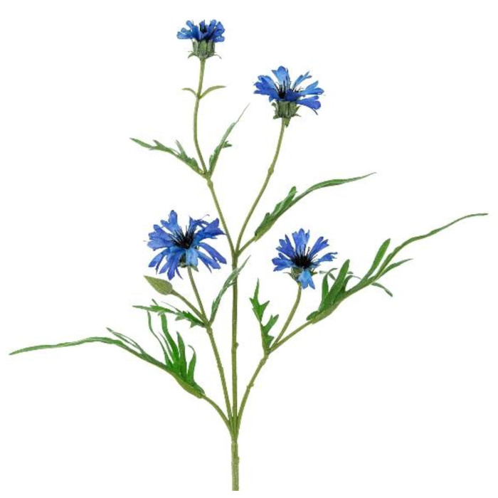 Kornblume