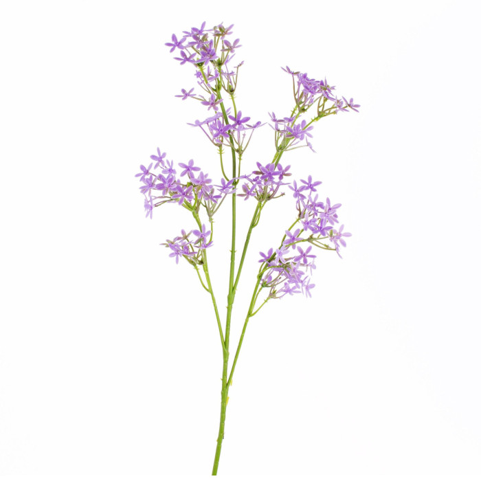 Kronenblume