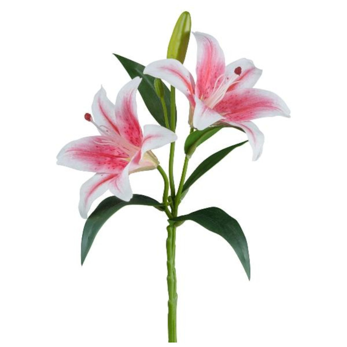 Lilien