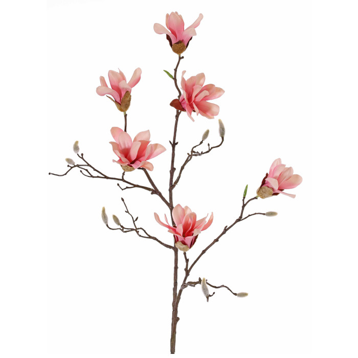 Magnolien