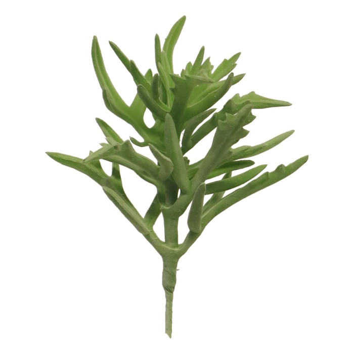 Mittagsblume