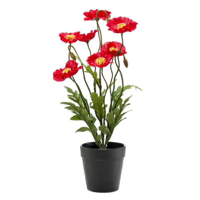 Mohnblumen