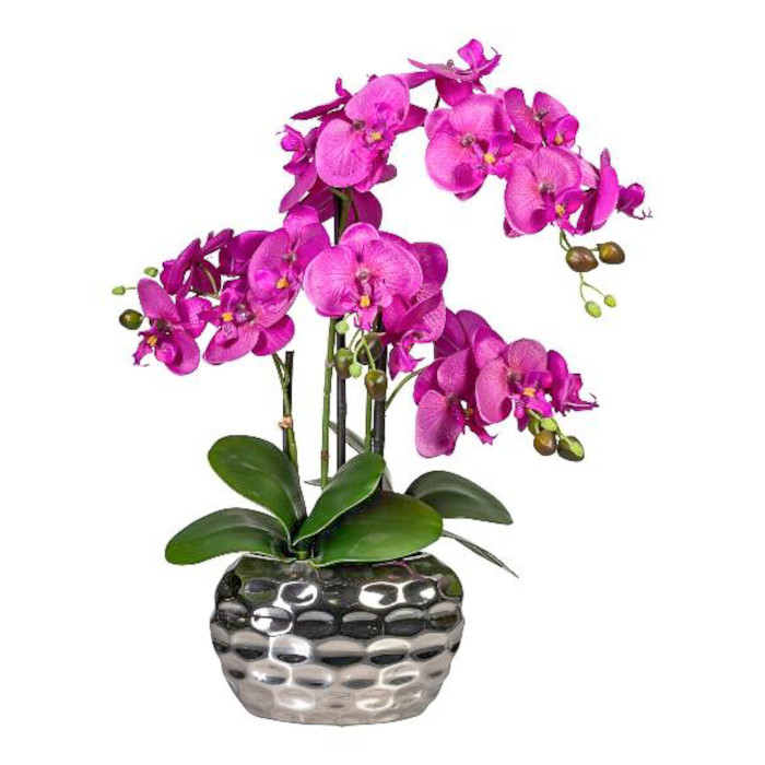 Orchideen