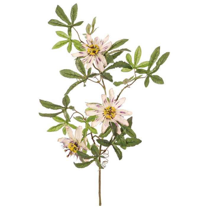Passionsblume
