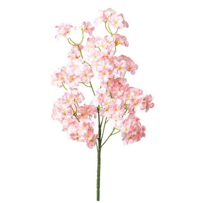Phlox
