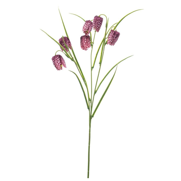 Schachbrettblume