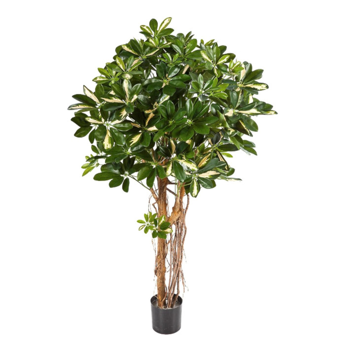 Schefflera