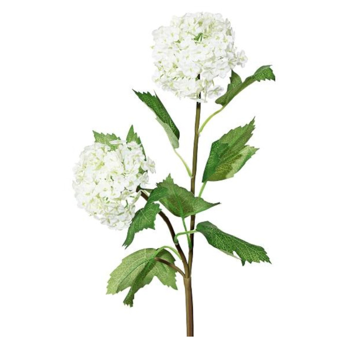 Schneeballblume