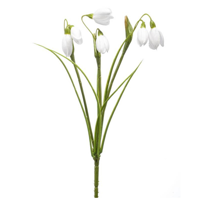 Schneeglöckchen