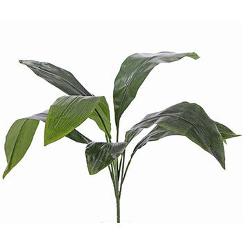 Schusterpalme