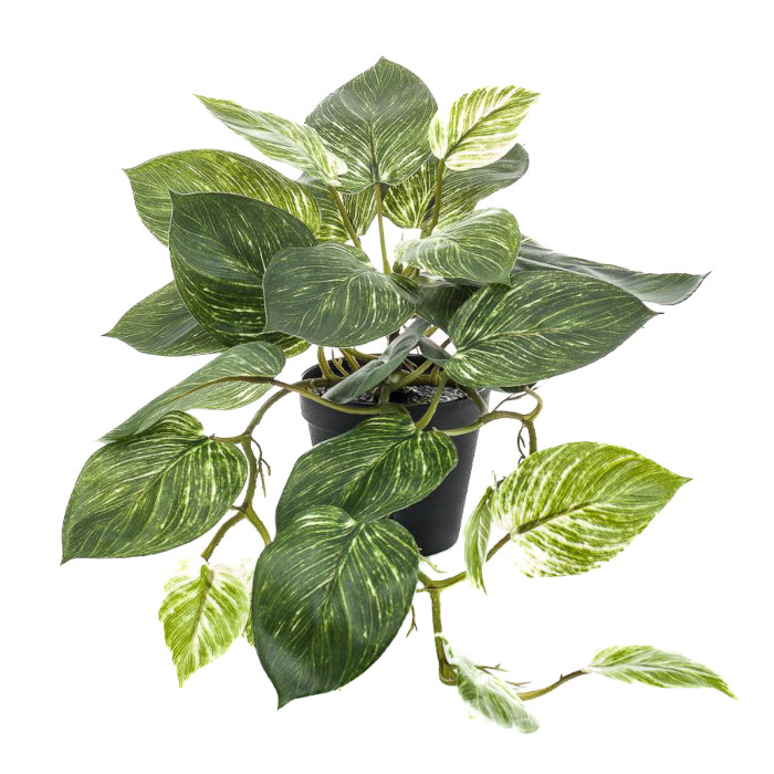 Scindapsus