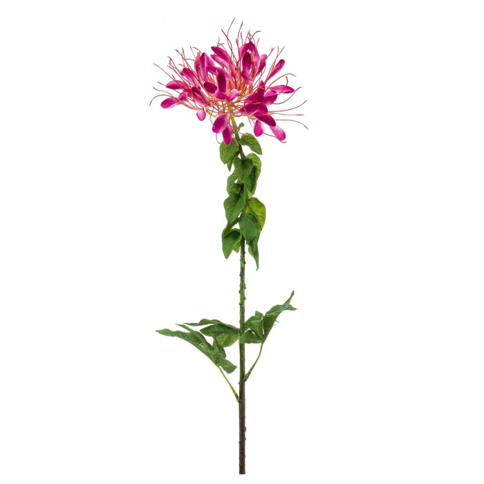 Spinnenblume