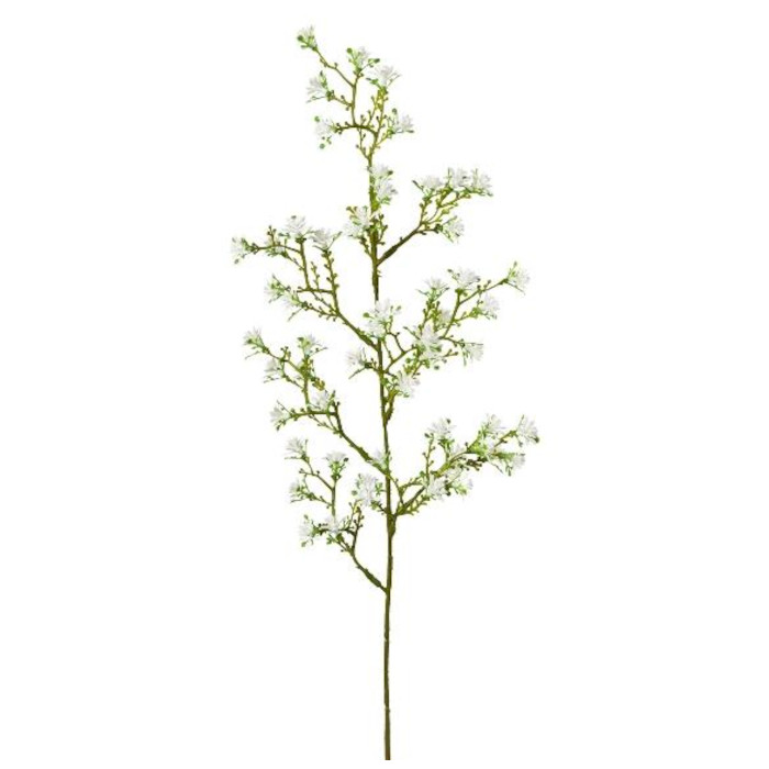 Sternblume