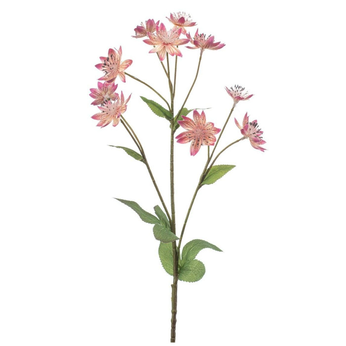 Sterndolde