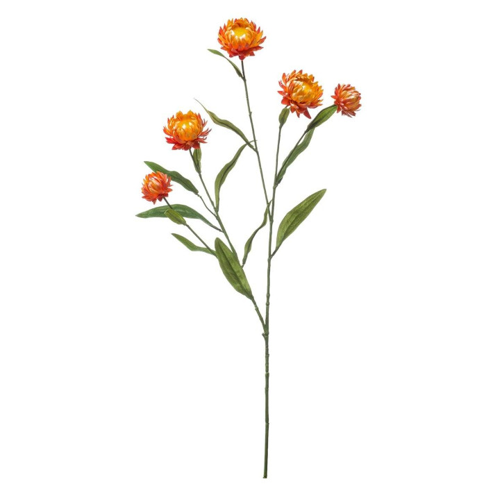 Strohblume