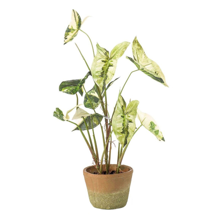 Syngonium