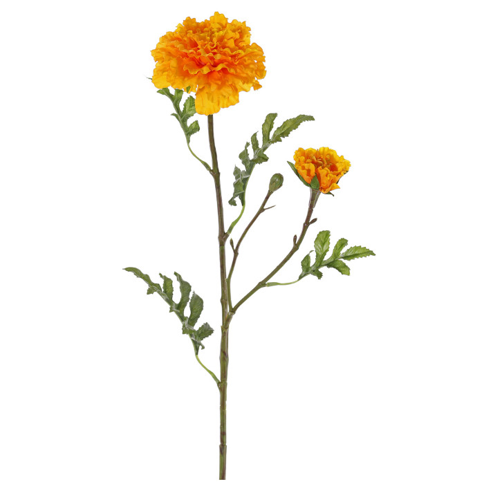 Studentenblume