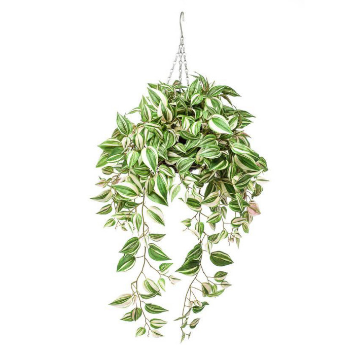 Tradescantia